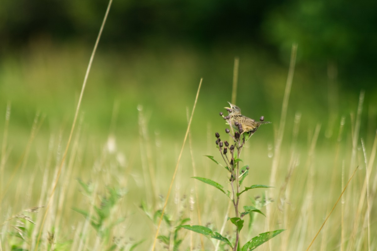 Cucarachero Culibarrado - ML652294698