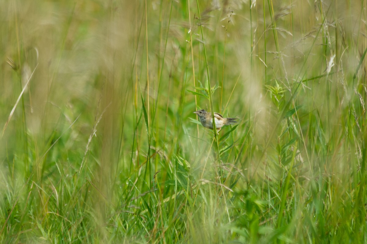 Cucarachero Culibarrado - ML652294699
