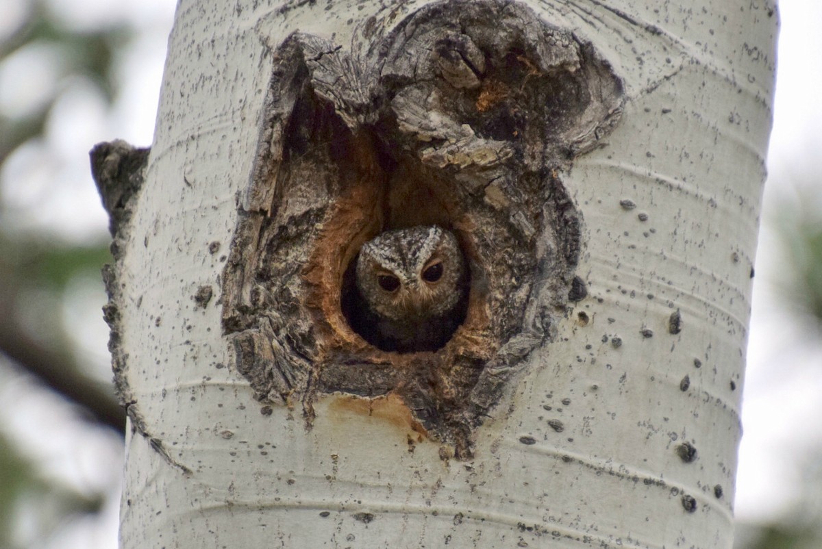 Flammulated Owl - ML652294804