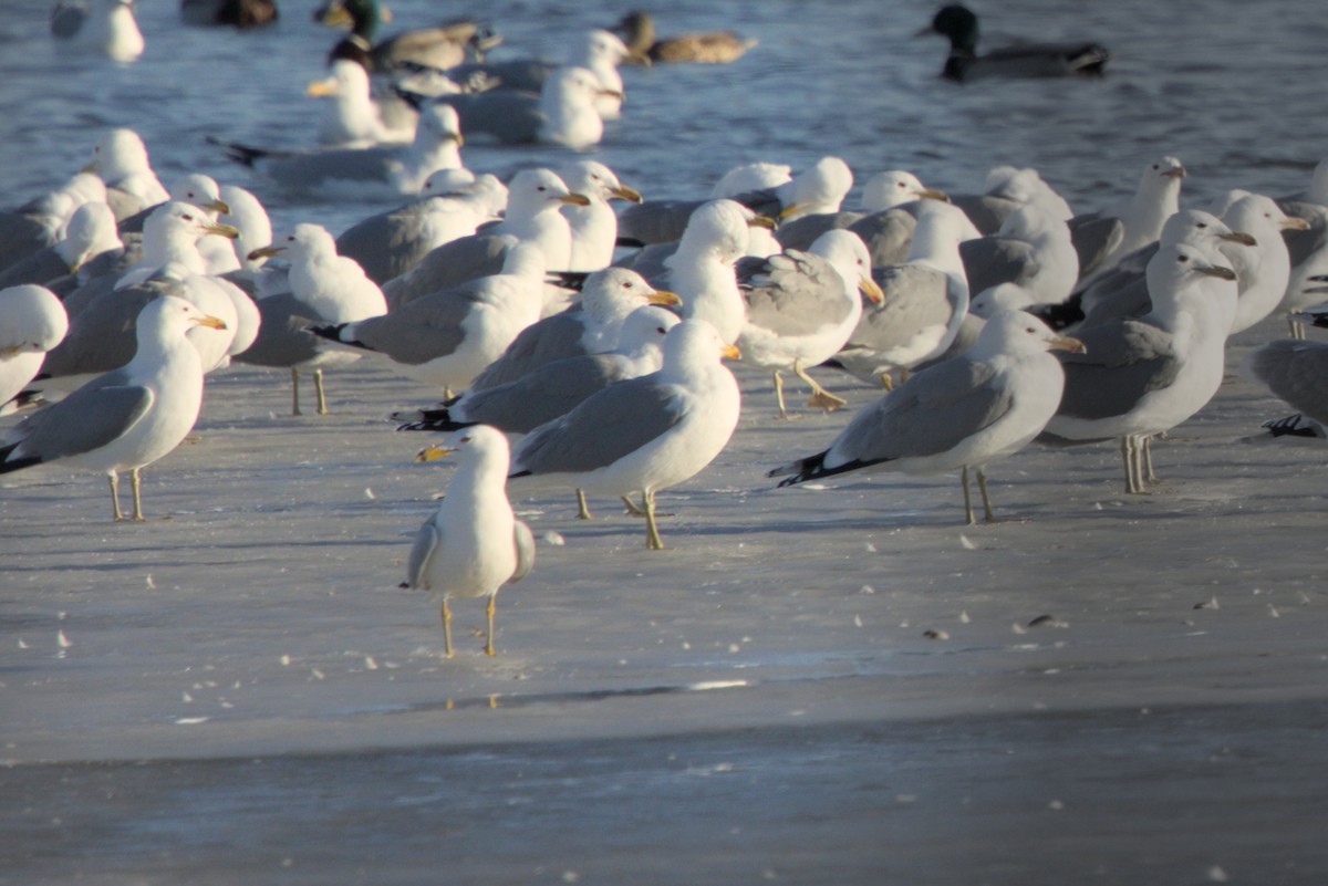 Ring-billed Gull - ML652294917