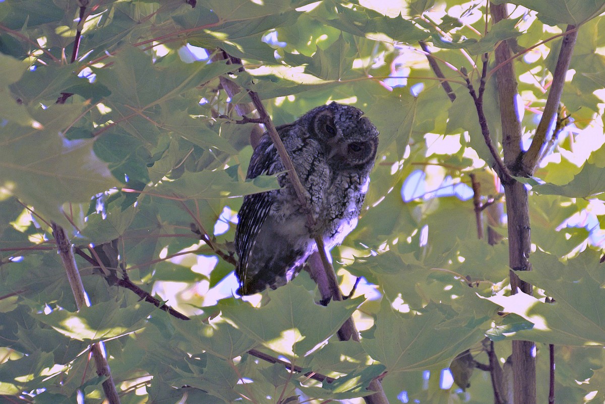 Flammulated Owl - ML652294962