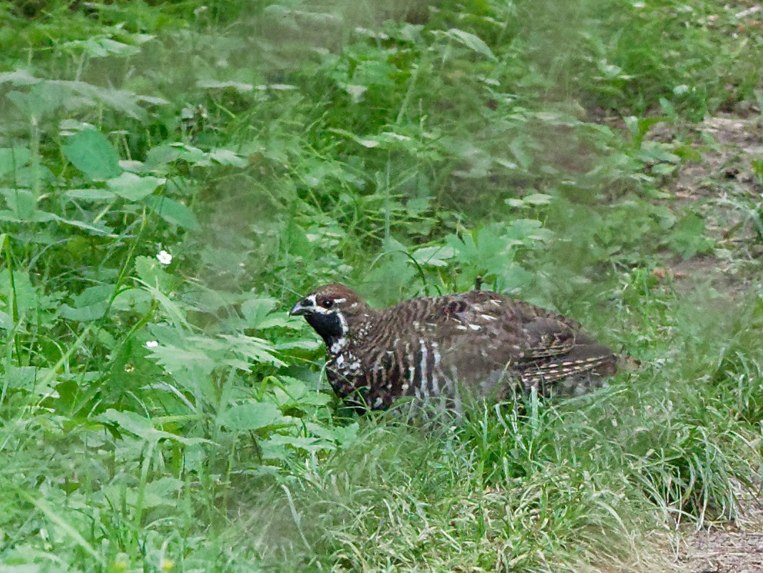 Severtzov's Grouse - ML65229501