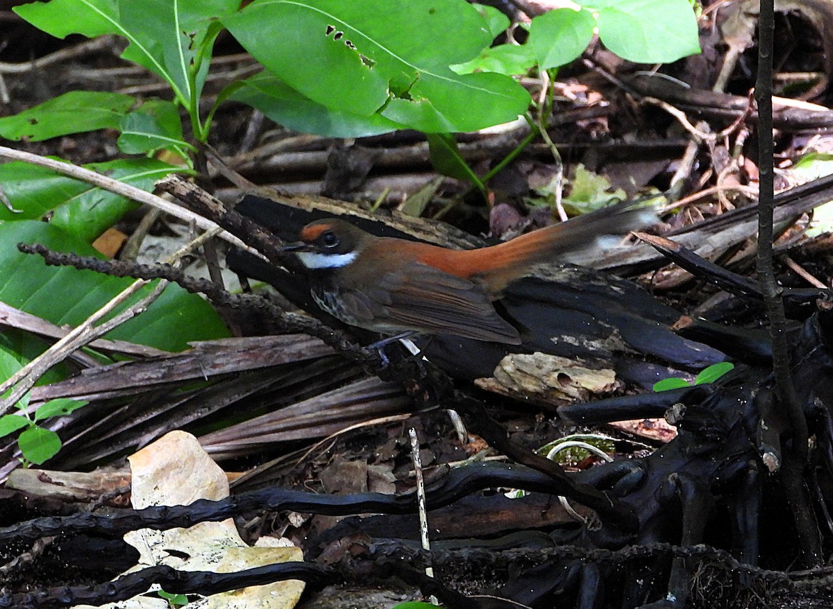 Louisiade Fantail - ML652295090