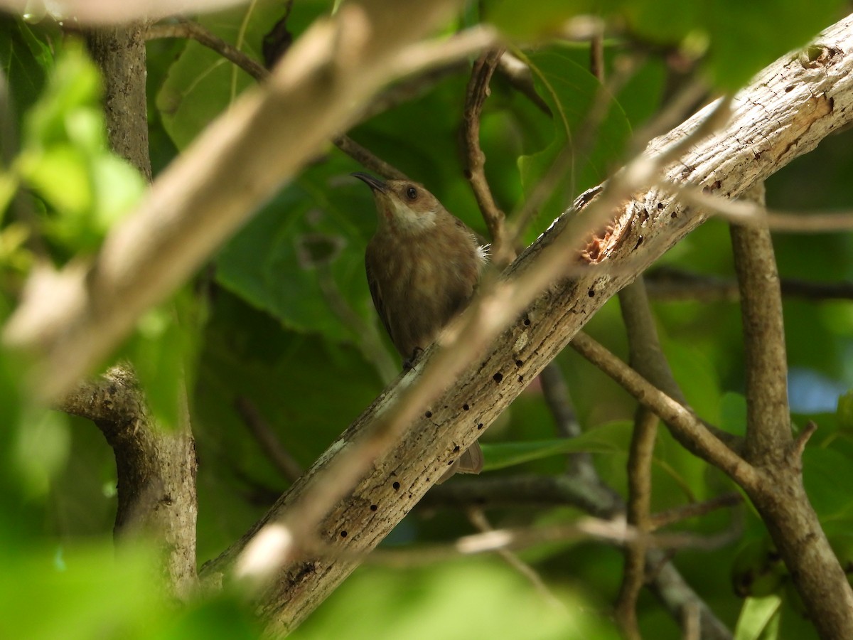 White-chinned Myzomela - ML652295097