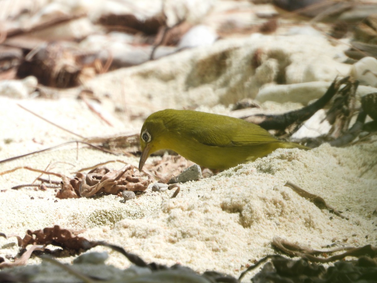 Louisiade White-eye - ML652295102
