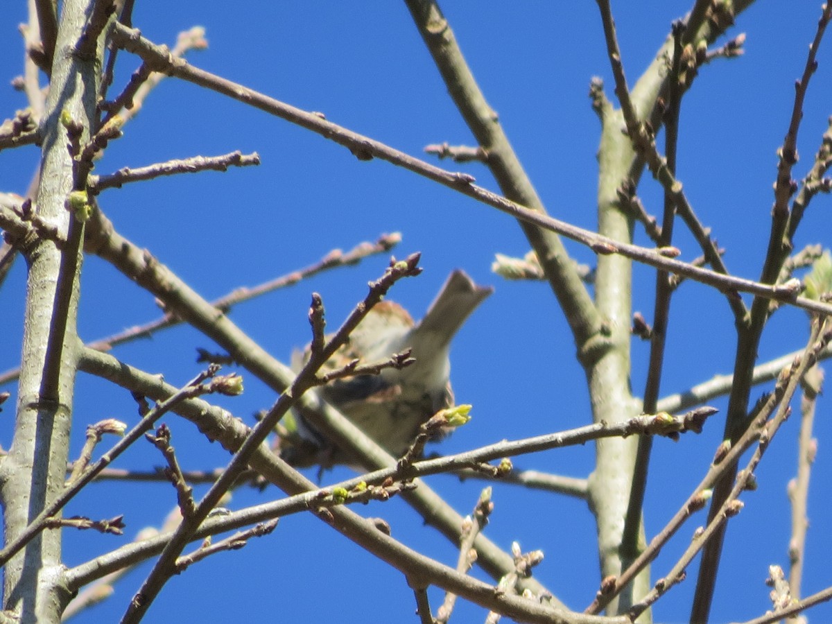 Chipping Sparrow - ML652295235