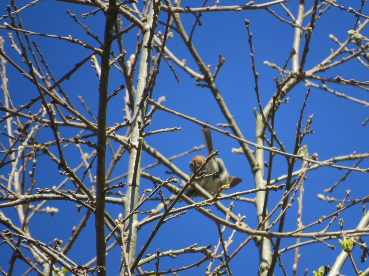 Chipping Sparrow - ML652295236