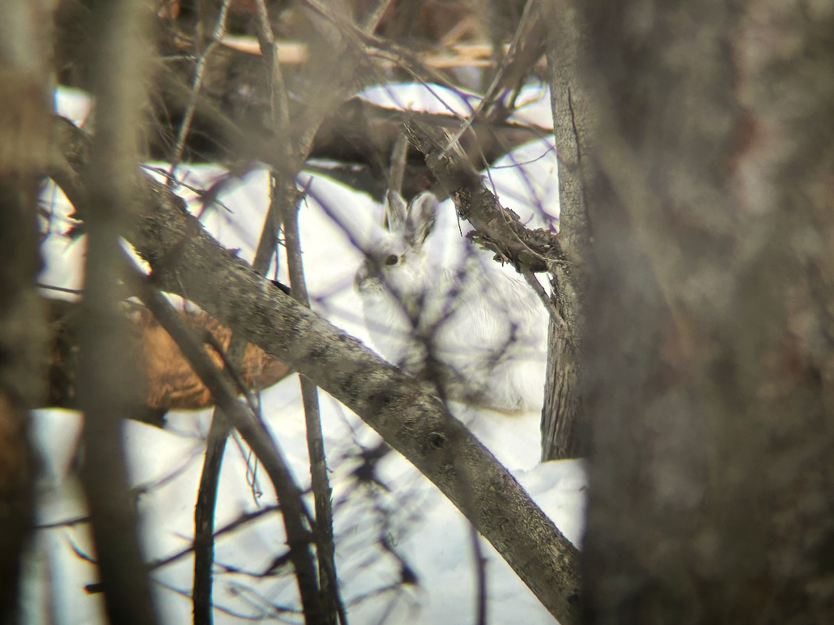 Snowshoe Hare - ML652295873