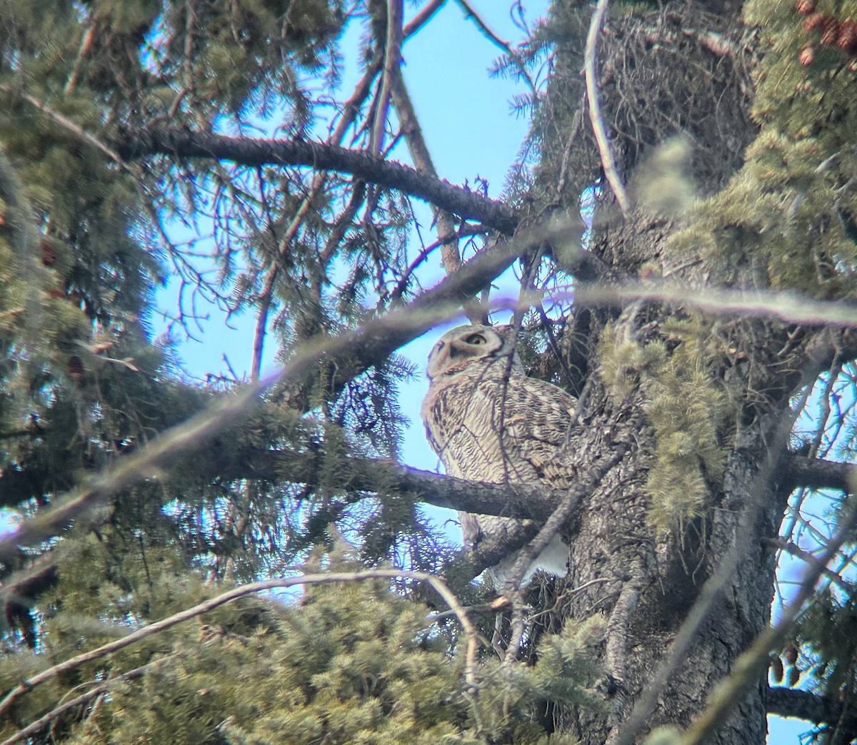 Great Horned Owl - ML652295881