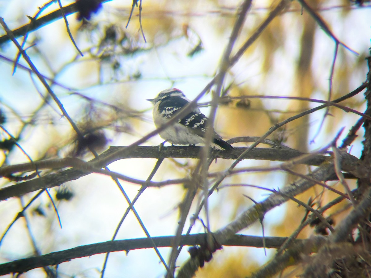 Downy Woodpecker - ML652295884