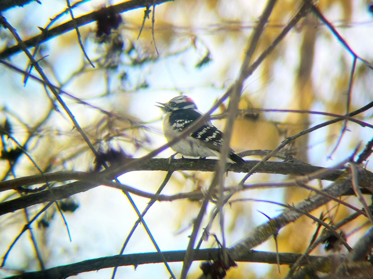 Downy Woodpecker - ML652295885
