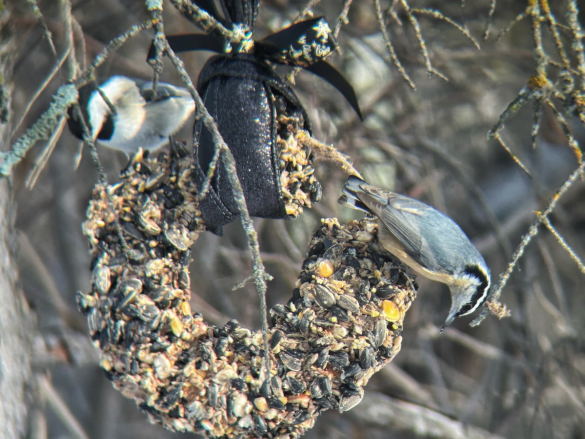 Red-breasted Nuthatch - ML652295889