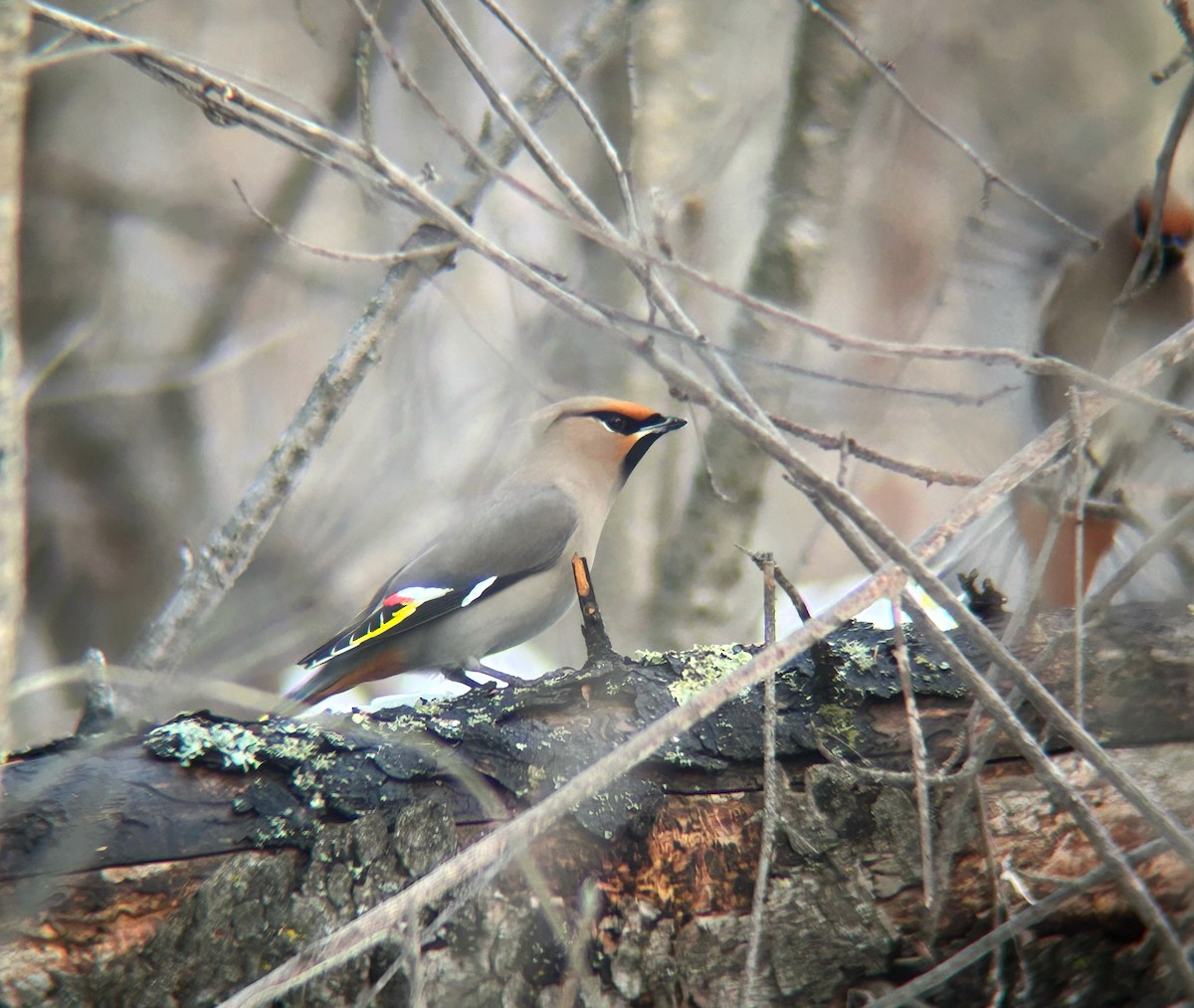 Bohemian Waxwing - ML652295891