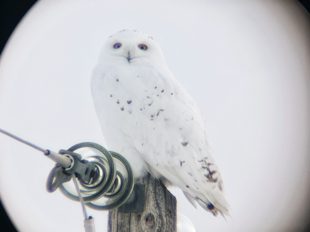 Snowy Owl - ML652295904