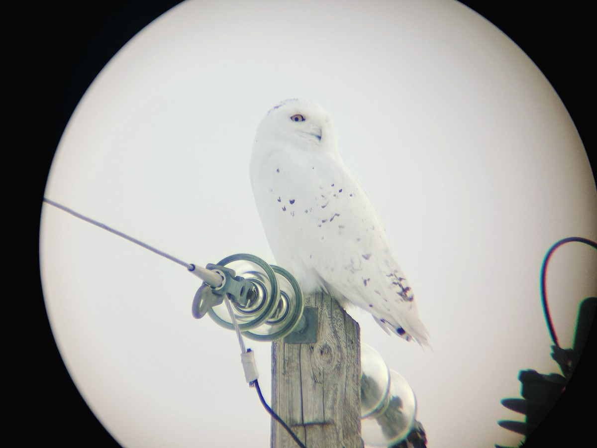 Snowy Owl - ML652295905