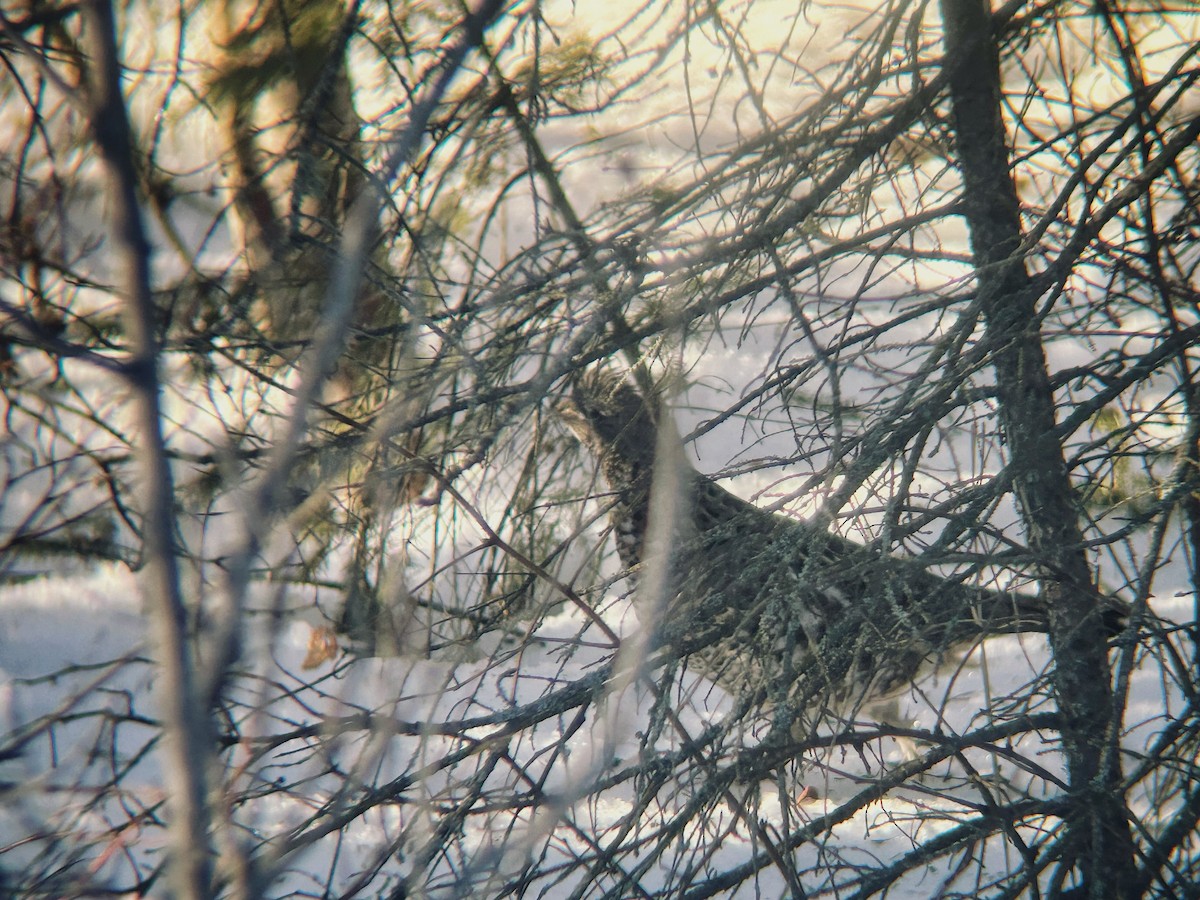 Ruffed Grouse - ML652295927