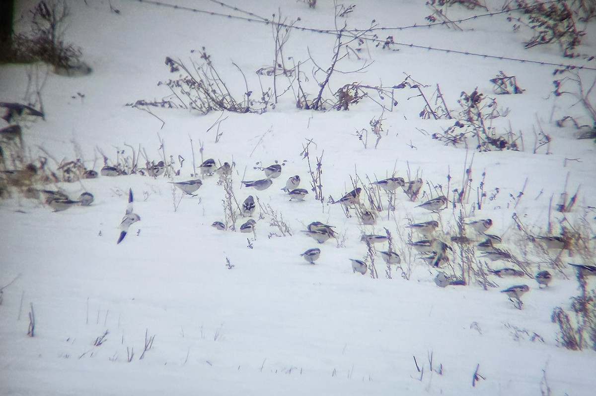 Snow Bunting - ML652295937