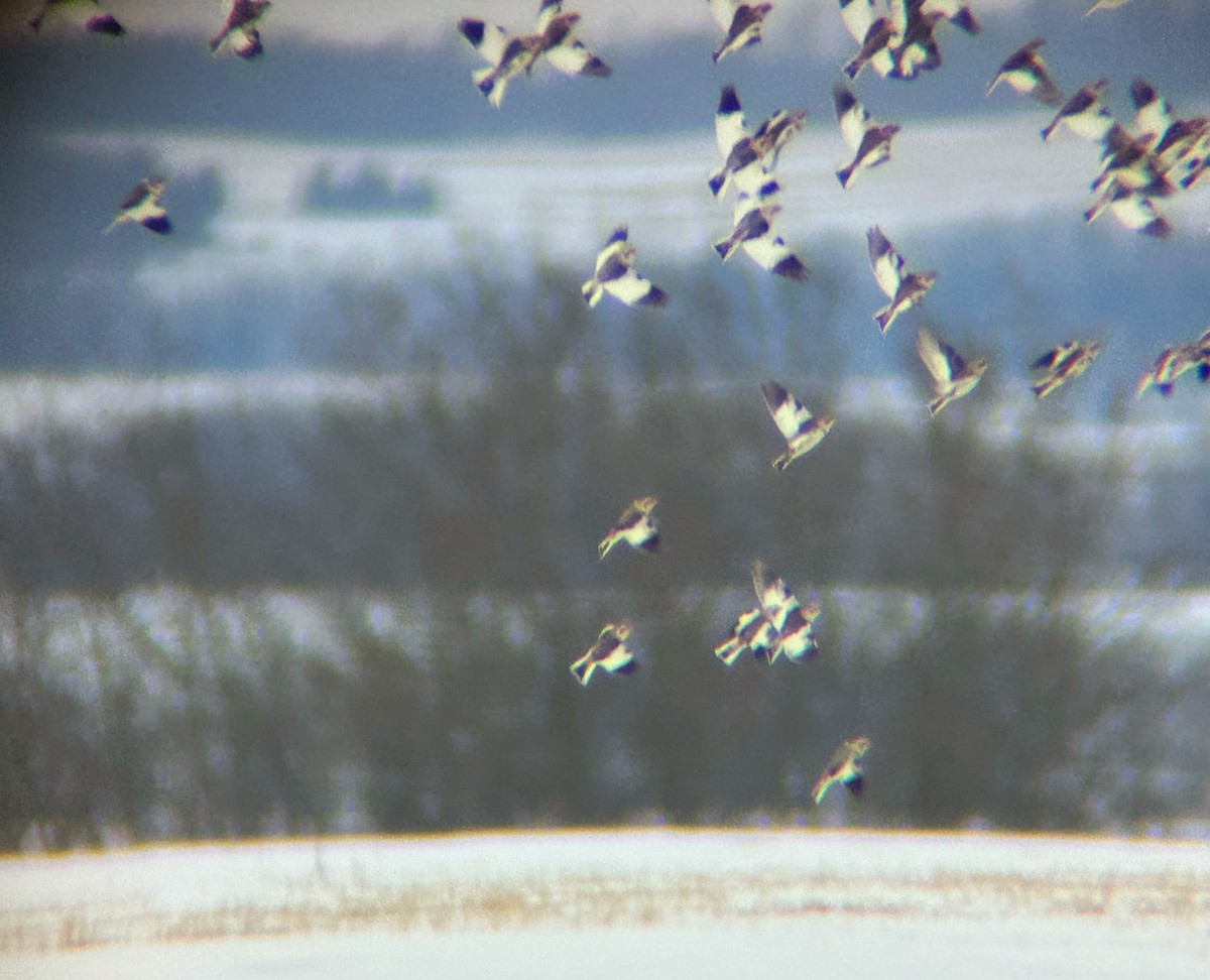 Snow Bunting - ML652295938