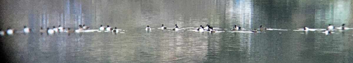 Kanadabergente - ML652295947