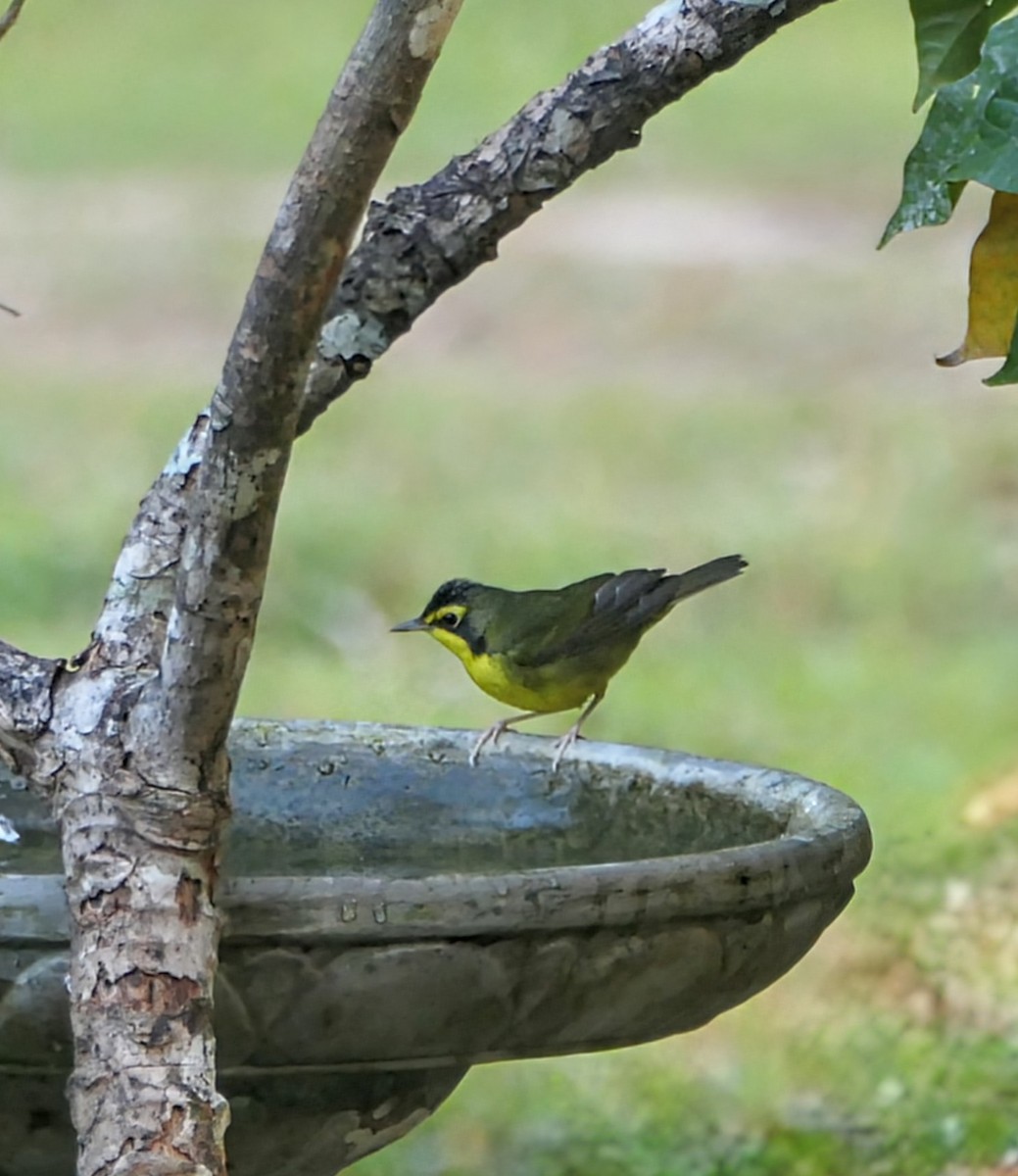 kentuckyparula - ML652295948