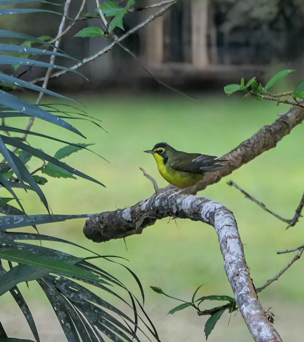 kentuckyparula - ML652295949