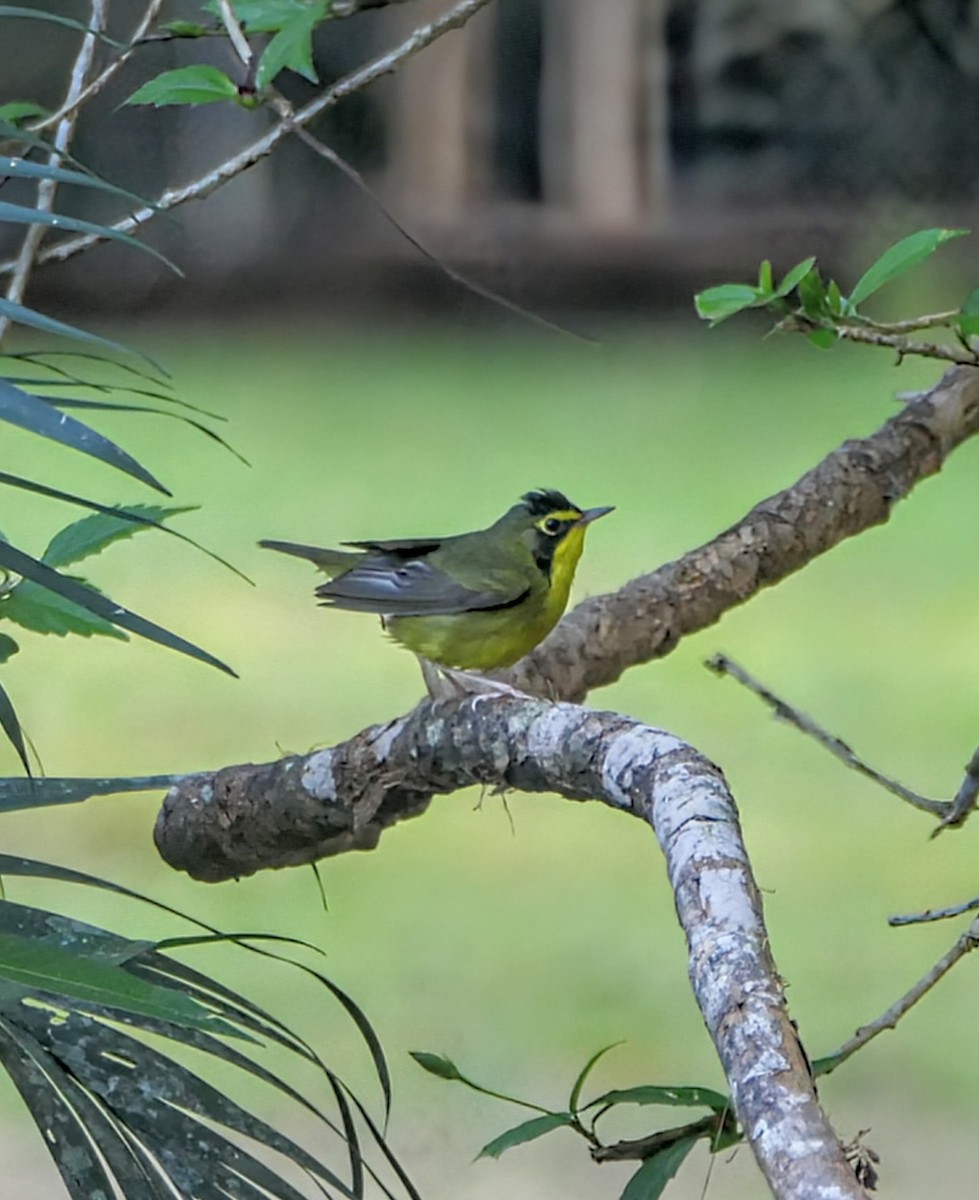 kentuckyparula - ML652295950