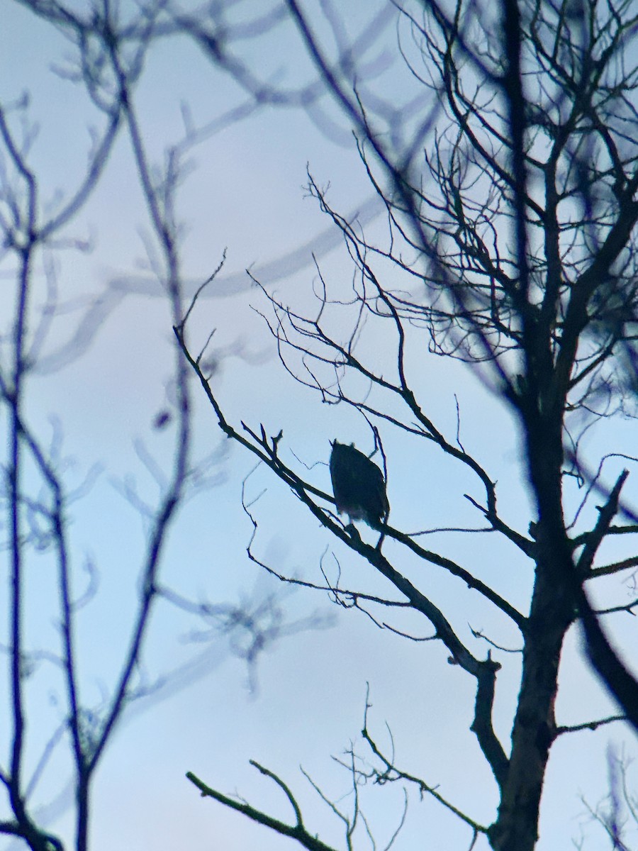 Great Horned Owl - ML652295952