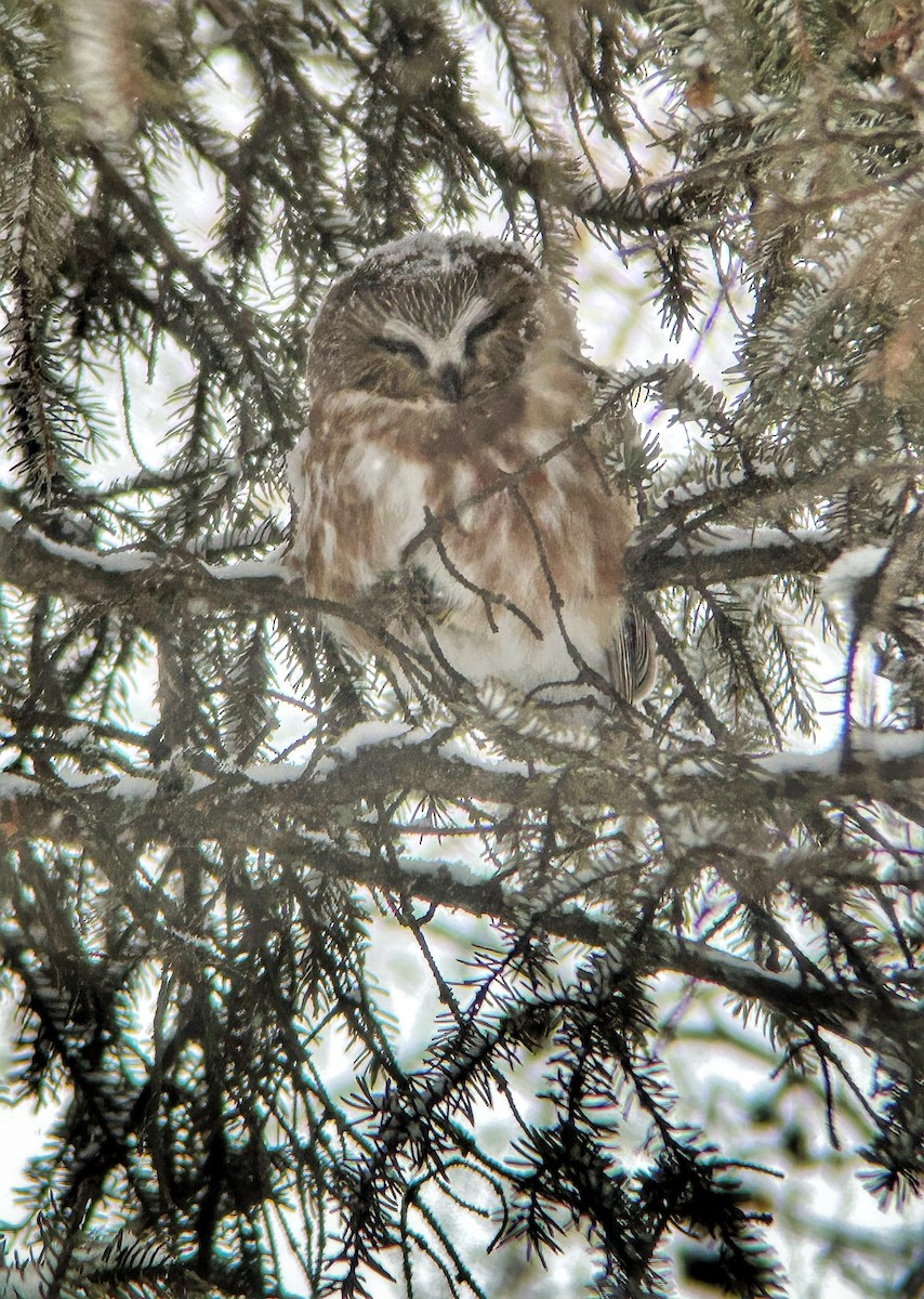 Northern Saw-whet Owl - ML652295965