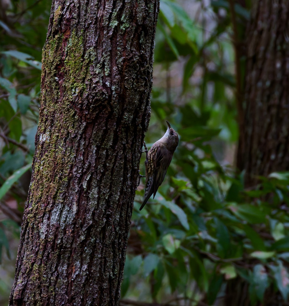 lezčík bělohrdlý - ML652295972