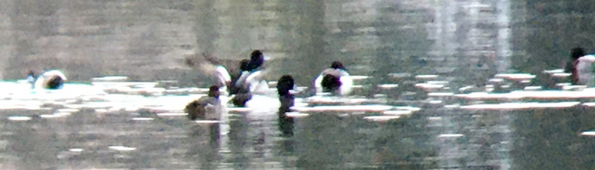 Kanadabergente - ML652295983