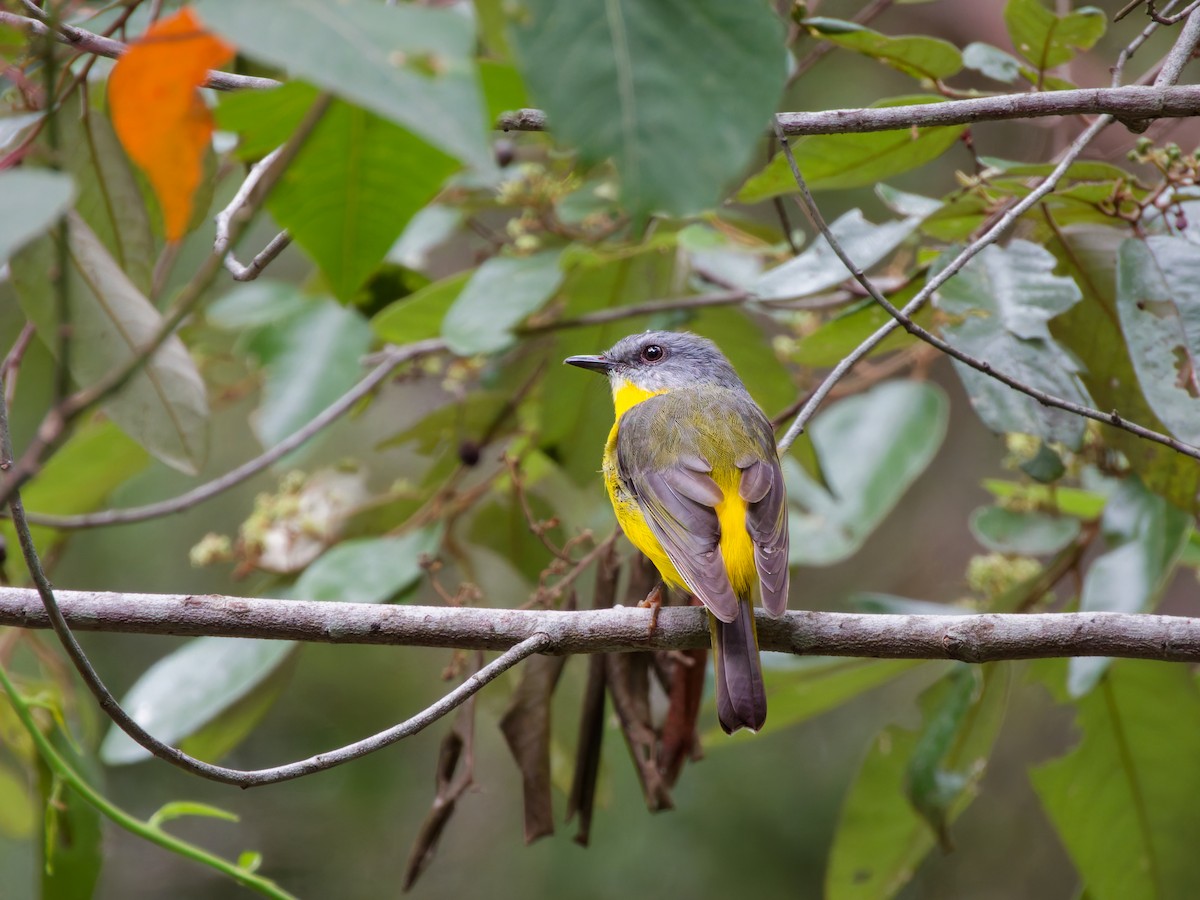 lejsčík žlutý - ML652295991