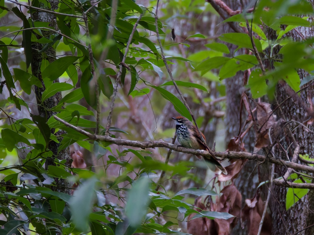 Australian Rufous Fantail - ML652295992