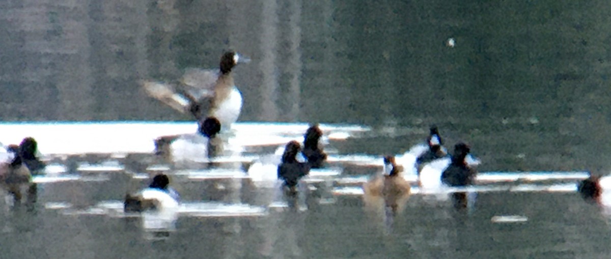 Kanadabergente - ML652295997