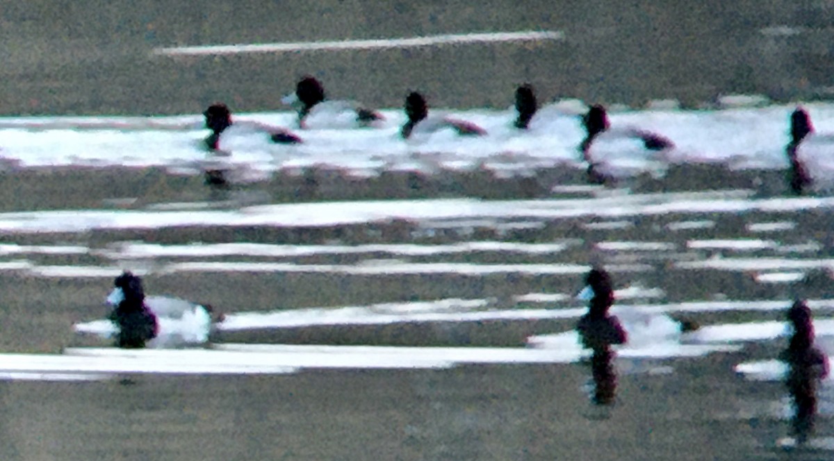 Kanadabergente - ML652296059