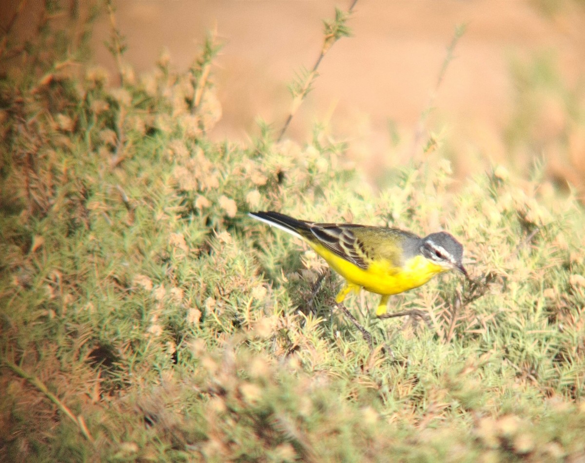 Cutrettola - ML652296060