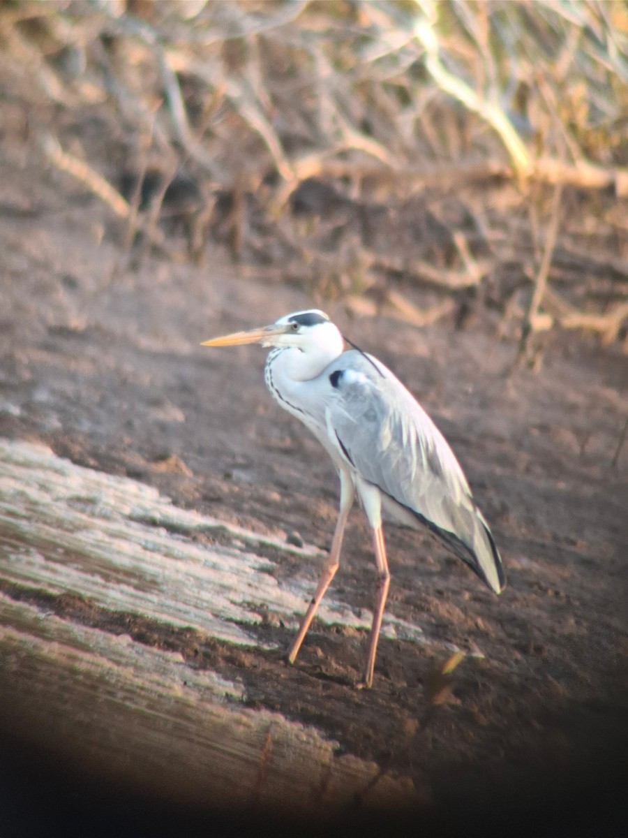 Airone cenerino - ML652296062