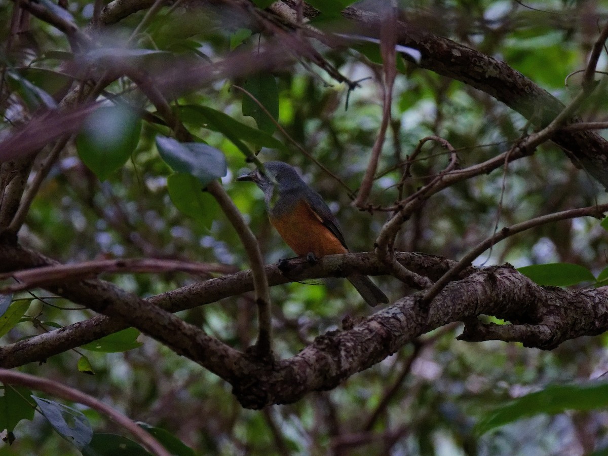 Black-faced Monarch - ML652296087