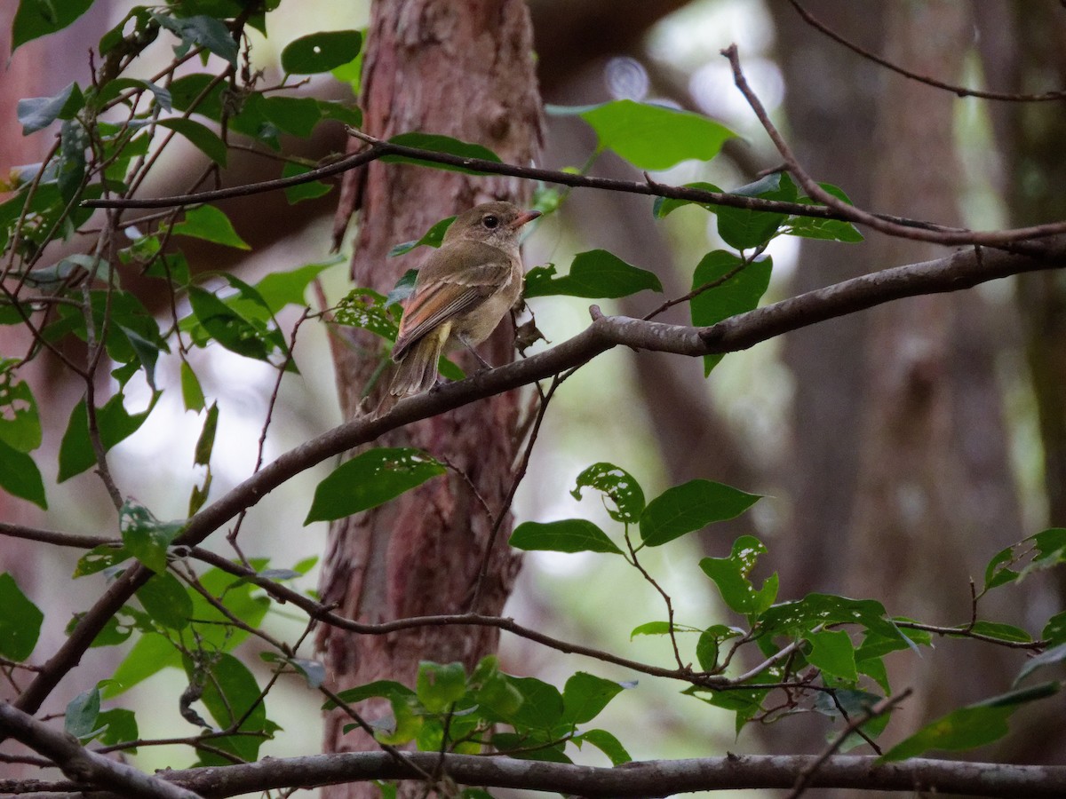 Golden Whistler - ML652296101