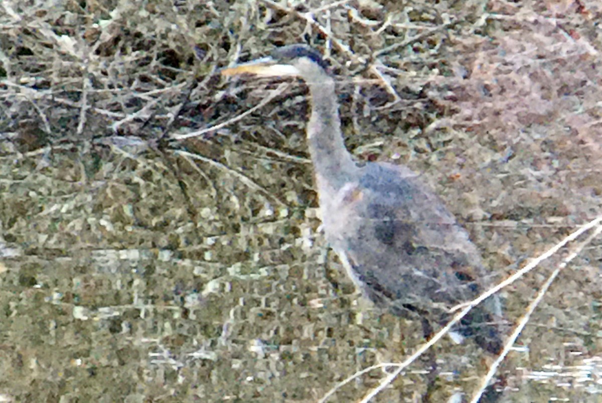 Kanadareiher - ML652296390