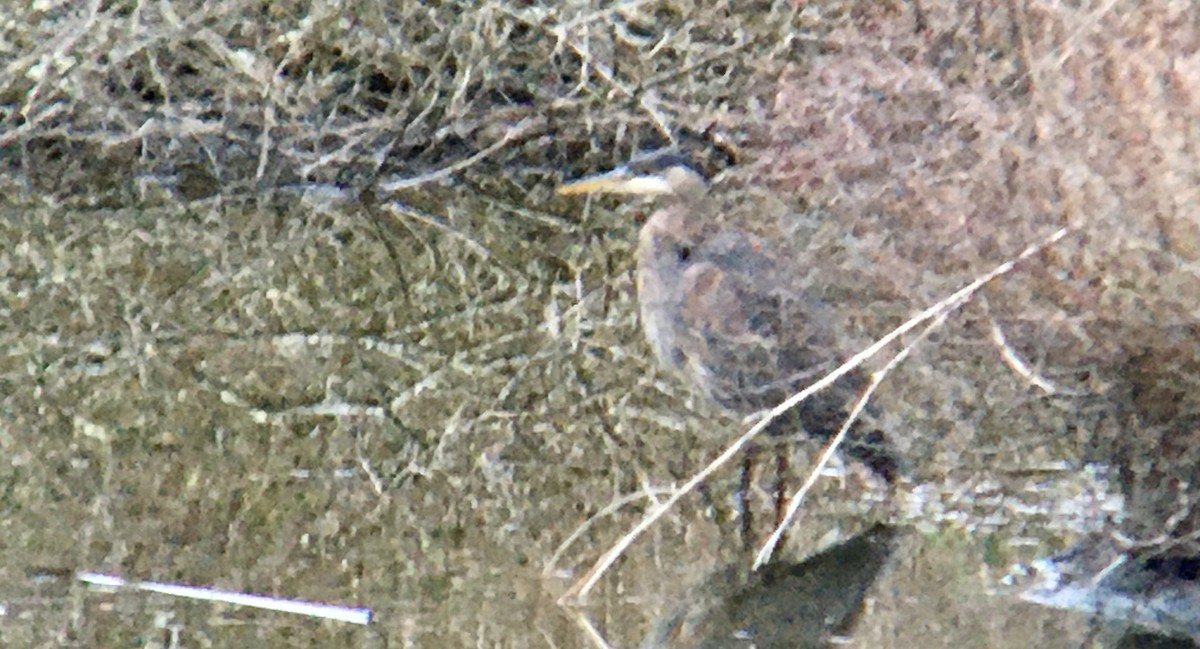 Kanadareiher - ML652296474