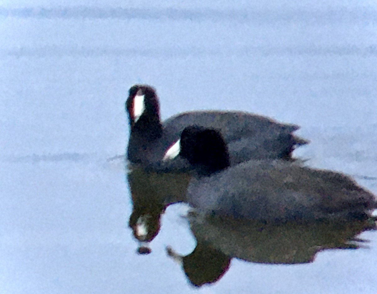 Indianerblässhuhn - ML652296495