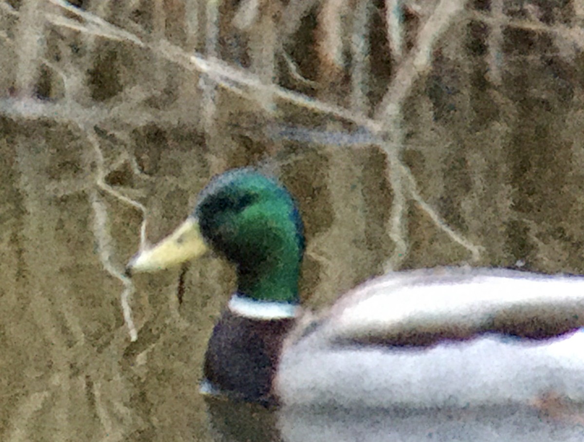 Stockente - ML652296569