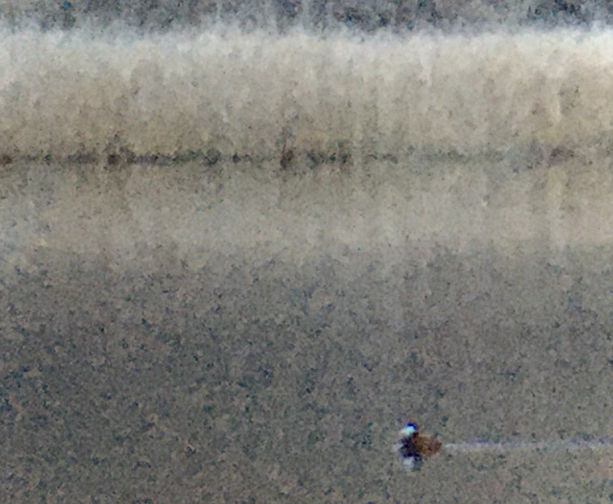 Schwarzkopf-Ruderente - ML652296687