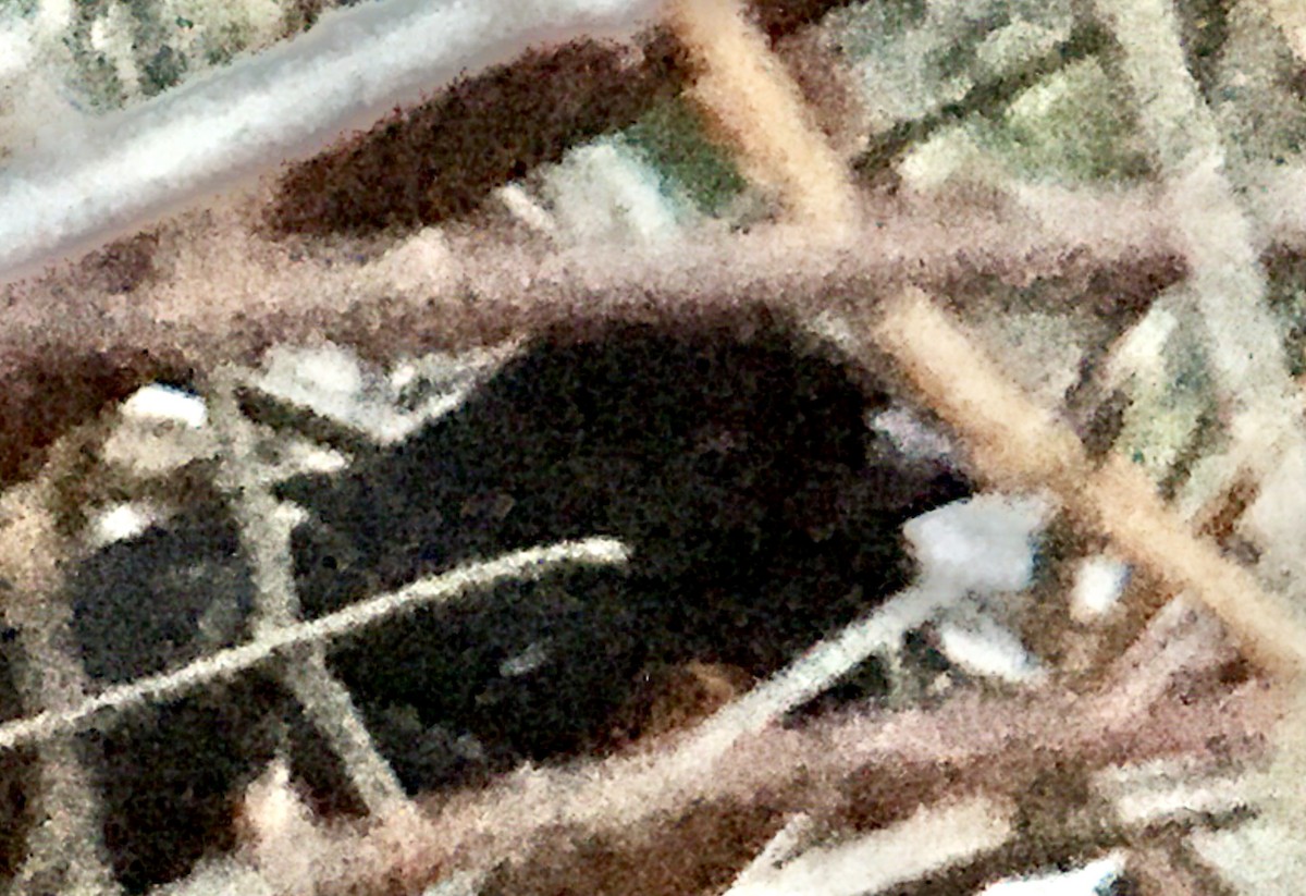 Fleckengrundammer - ML652296692