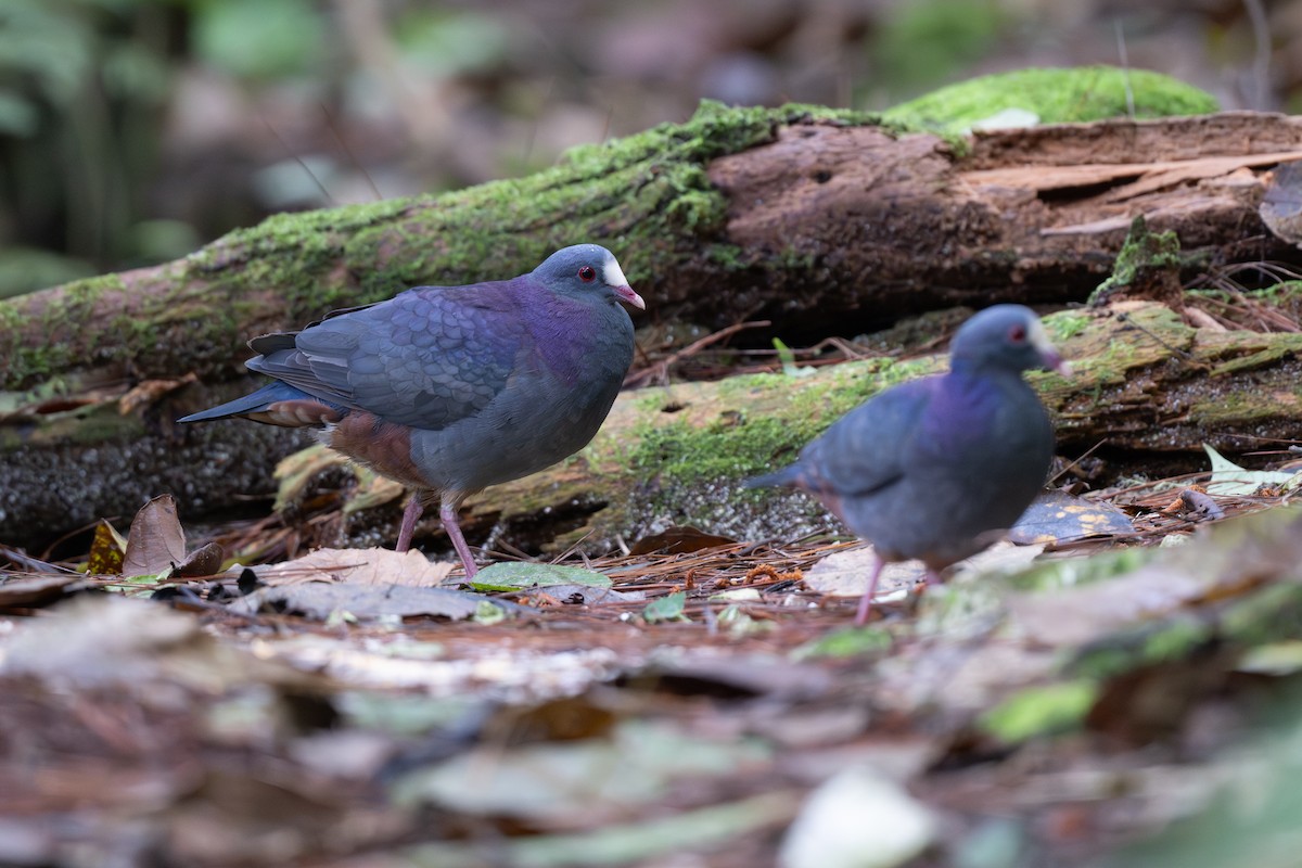 White-fronted Quail-Dove - ML652296928