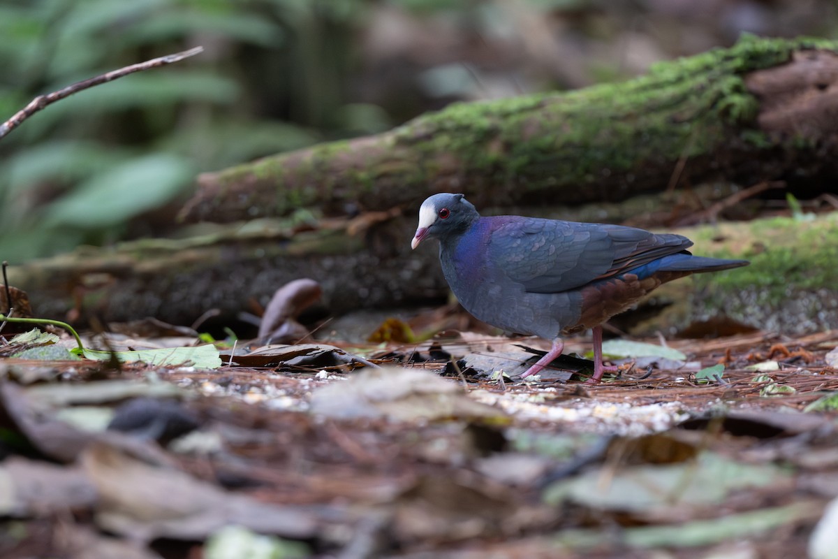 White-fronted Quail-Dove - ML652296929