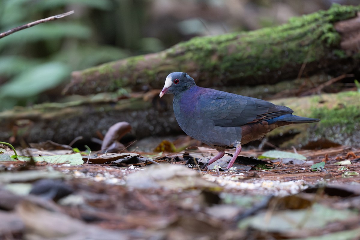 White-fronted Quail-Dove - ML652296932