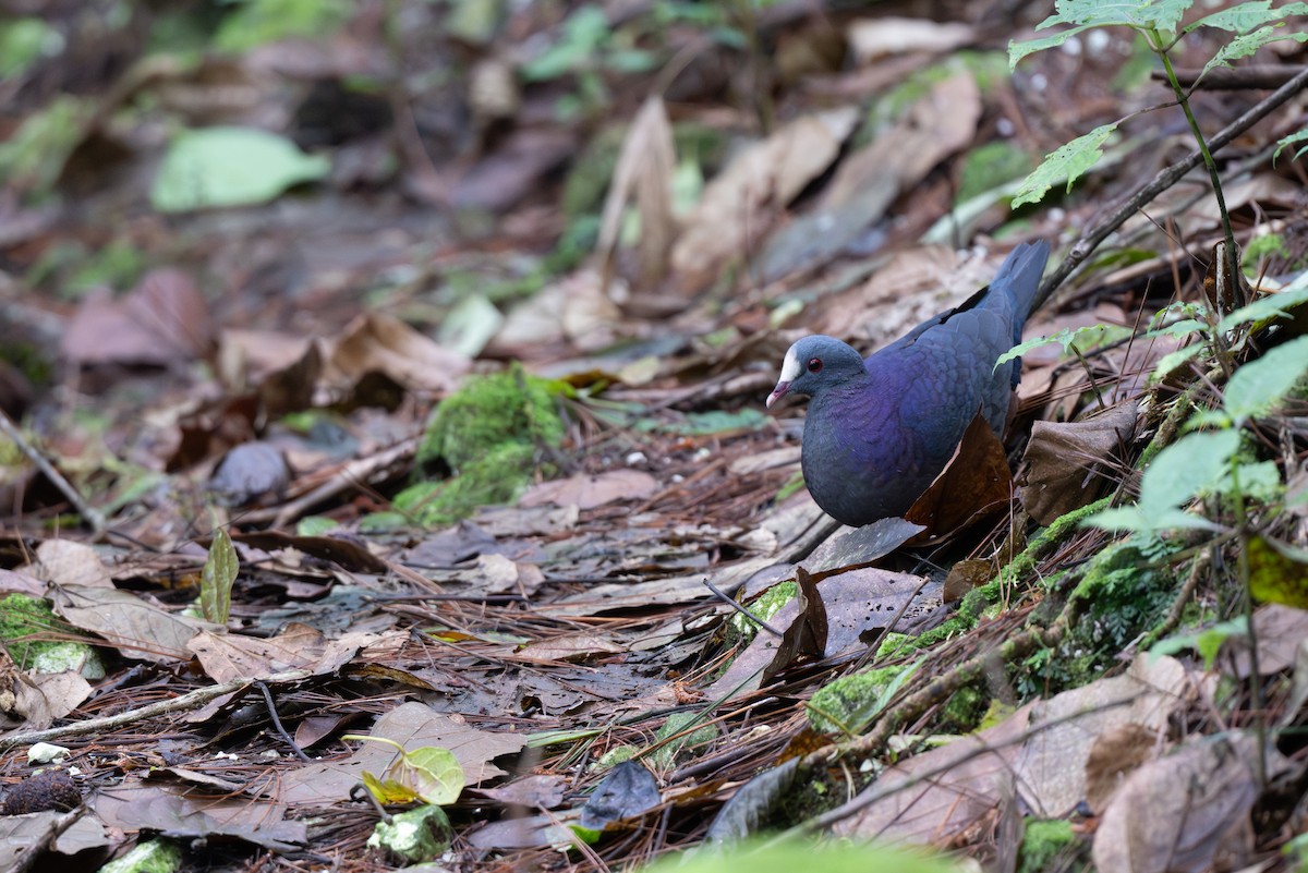 White-fronted Quail-Dove - ML652296933