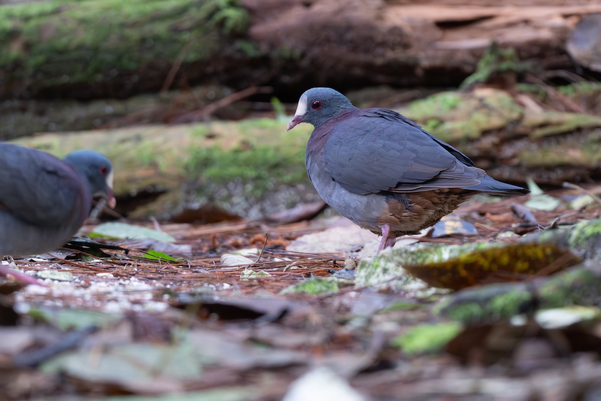 White-fronted Quail-Dove - ML652297040