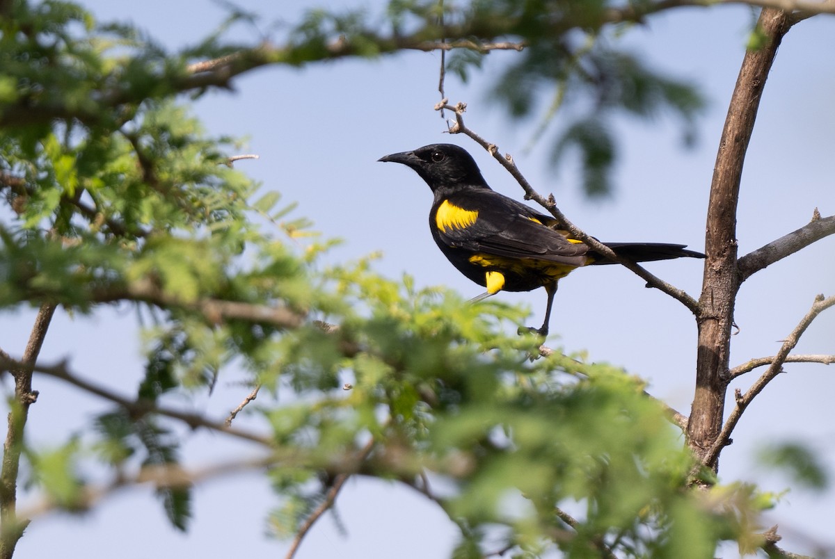 Hispaniolan Oriole - ML652297361